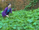 Phụ nữ Măng Đen liên kết trồng rau sạch