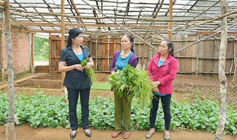 Chia sẻ kinh nghiệm trồng rau sạch cùng chị em phụ nữ