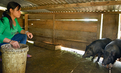 Mô hình nuôi heo của chị Y Lúp được hỗ trợ từ Tổ tiết kiệm vốn vay thôn bản