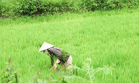 Nhờ Hội Phụ nữ xã giúp vốn, chị Nguyễn Thị Hải ở xã Đăk La đầu tư thâm canh cây lúa nước, tăng năng suất và thu nhập