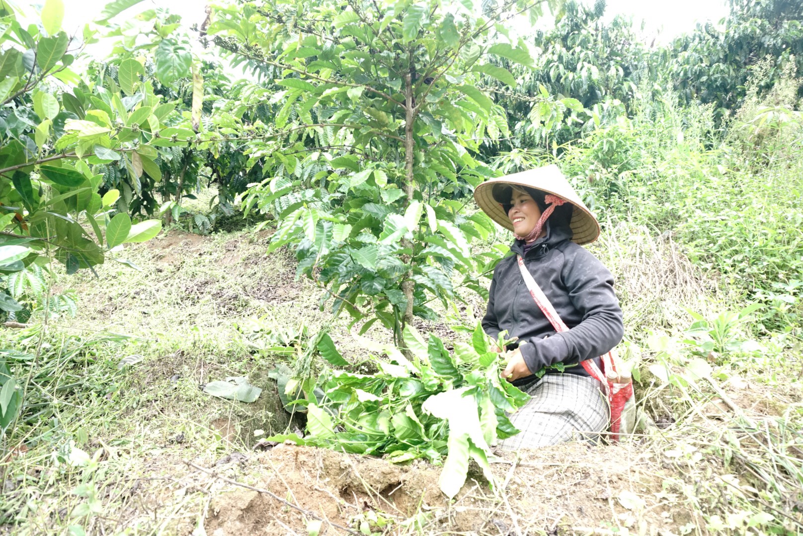 171424Nhờ chuyển đổi cơ cầu câu trồng, mỗi năm Nàng Thái thu lãi hơn 150 triệu đồng.