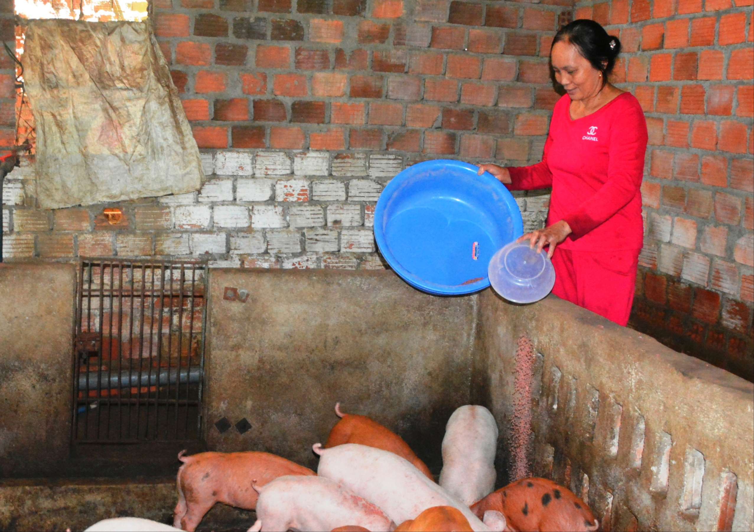 152231Phụ nữ huyện Ngọc Hồi lựa chọn đầu tư chăn nuôi để phát triển kinh tế gia đình